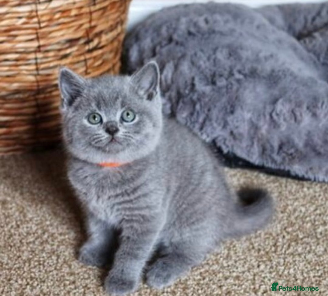British Shorthair cats for stud: 💙 Rare cinnamon fawn blue studs East Midlands 💙 in Derby - Image 11