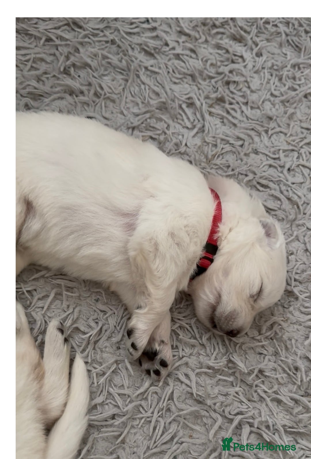 German Shepherd dogs for sale: PHENOMENAL LITTER OF WHITE LONG HAIRED GSD PUPS☘️ - Image 23