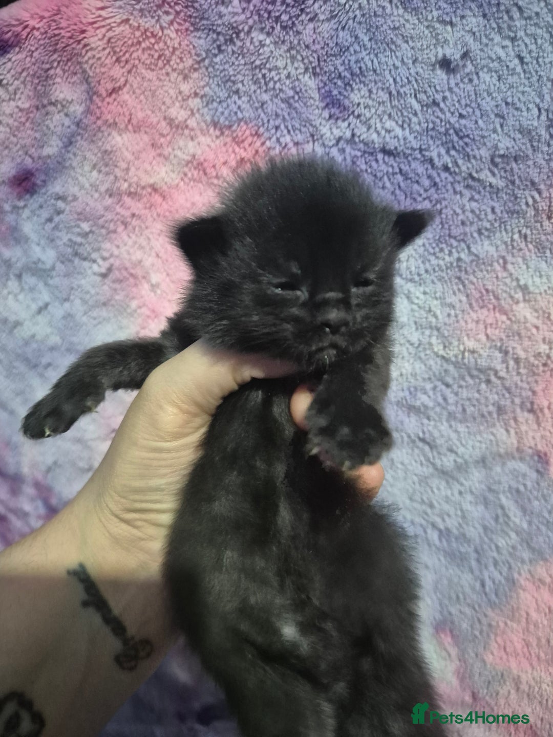 Mixed Breed cats for sale: Gorgeous kittens long and short haired - Image 31