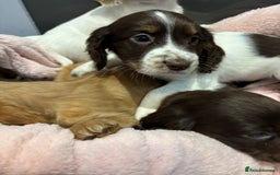 Cocker Spaniel dogs for sale: Cocker spaniel puppies  - Image 1