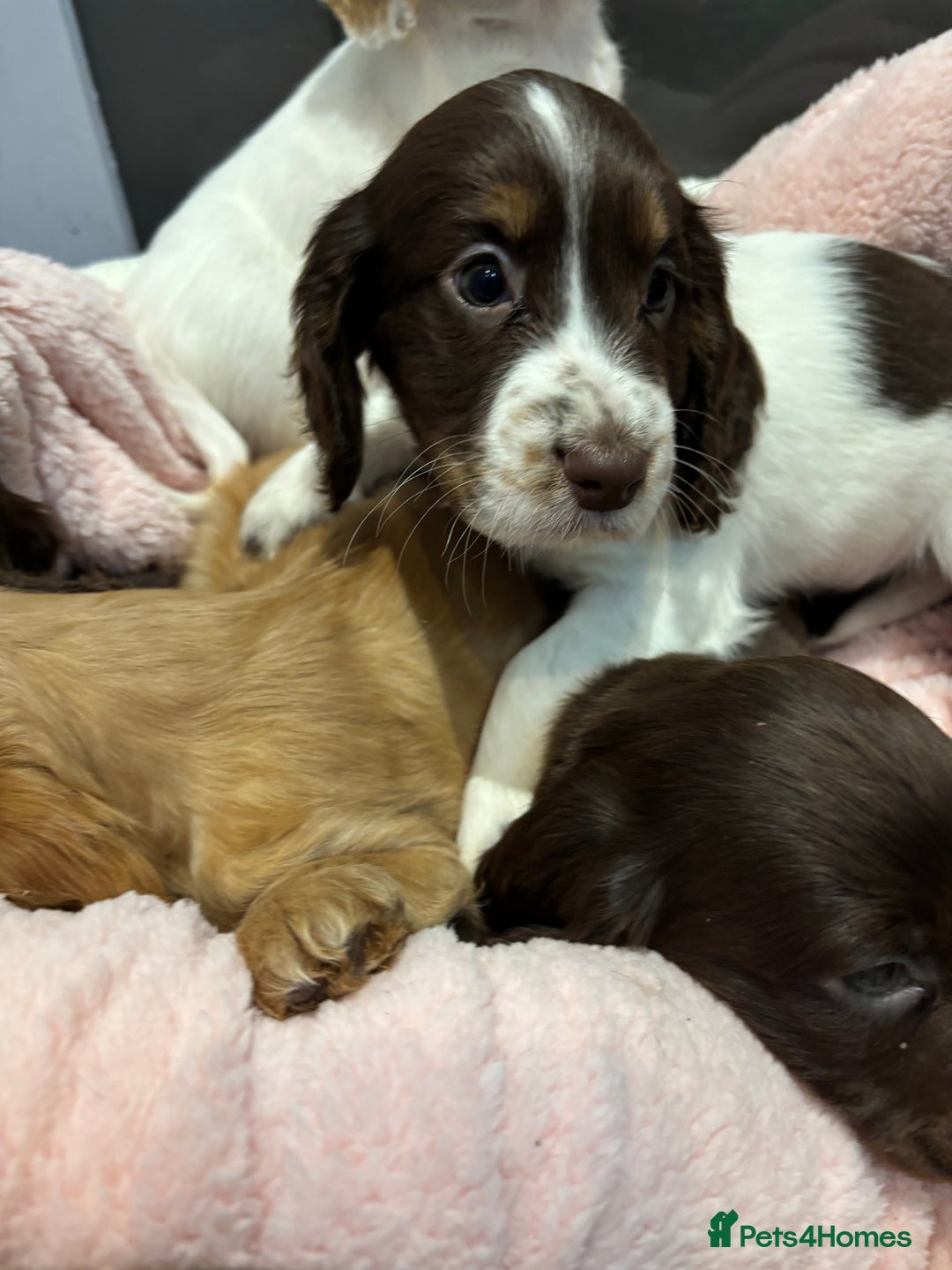 Cocker Spaniel dogs for sale: Cocker spaniel puppies  - Image 1