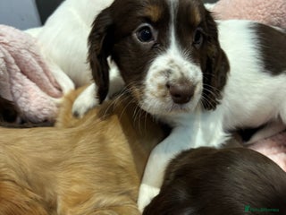 Cocker Spaniel dogs - Advert 6