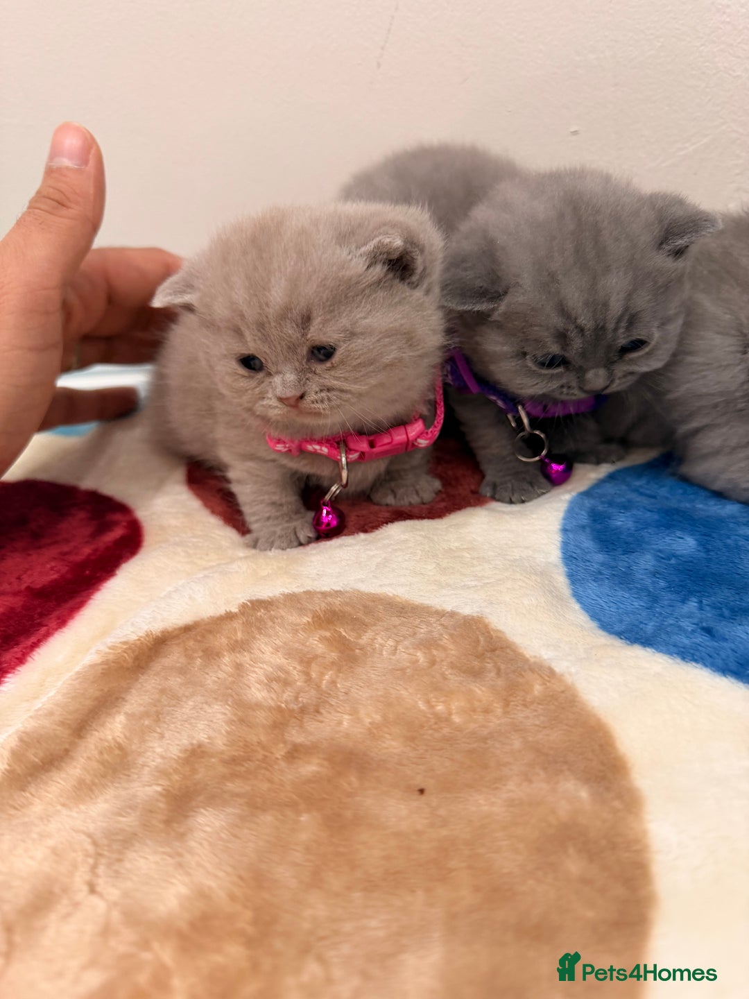British Shorthair cats for sale: Beautiful big British Shorthair Kittens - Advert 17