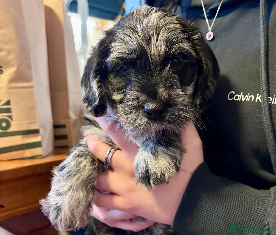 Labradoodle dogs for sale: Female F1 merle labradoodle  - Advert 6