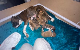 Boxer dogs for sale: A Second Chance for a Gentle Boxer - Advert 4