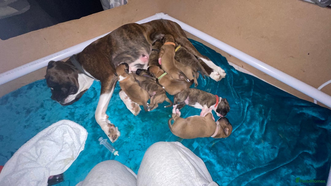 Boxer dogs for sale: A Second Chance for a Gentle Boxer - Advert 4