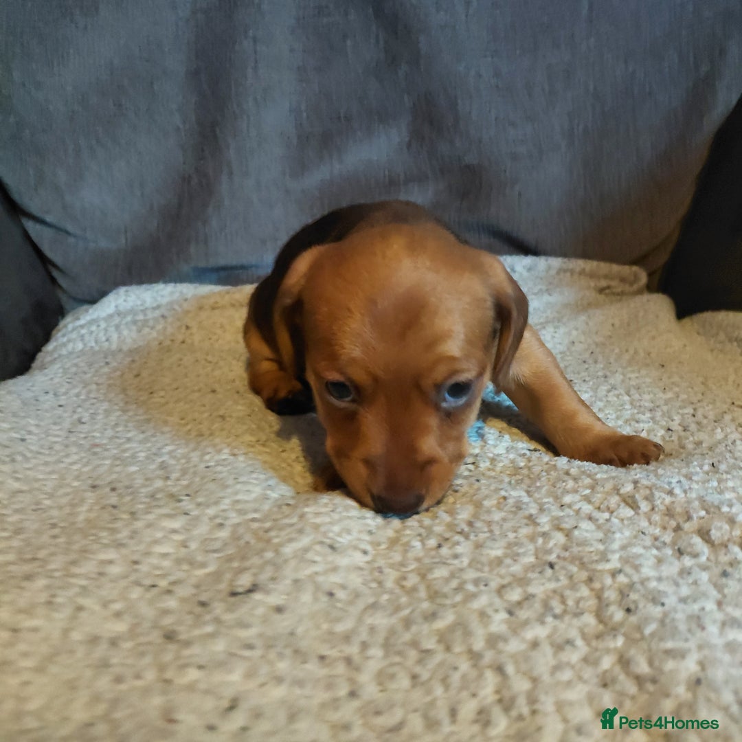 Mixed Breed dogs for sale: Dachshund x jack russle - Image 9
