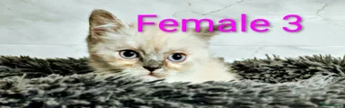 Persian cross sphynx 3