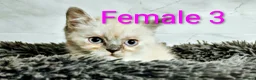 Persian cats for sale: Colorpoint Persian x Kittens - Advert 2
