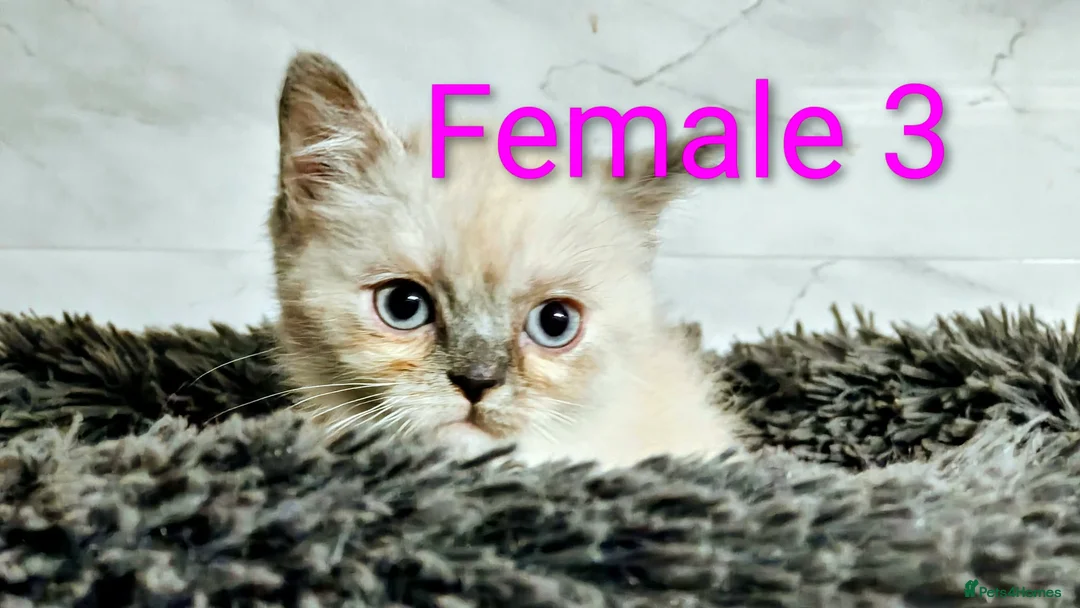 Persian cats for sale: Colorpoint Persian x Kittens - Advert 2