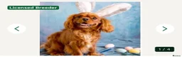 Cavalier King Charles Spaniel dogs for sale: Kc reg/ health tested Cavalier King Charles  - Advert 7