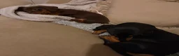 Miniature Dachshund dogs for sale: Miniature shorthaired dachshund male in Salisbury - Advert 5