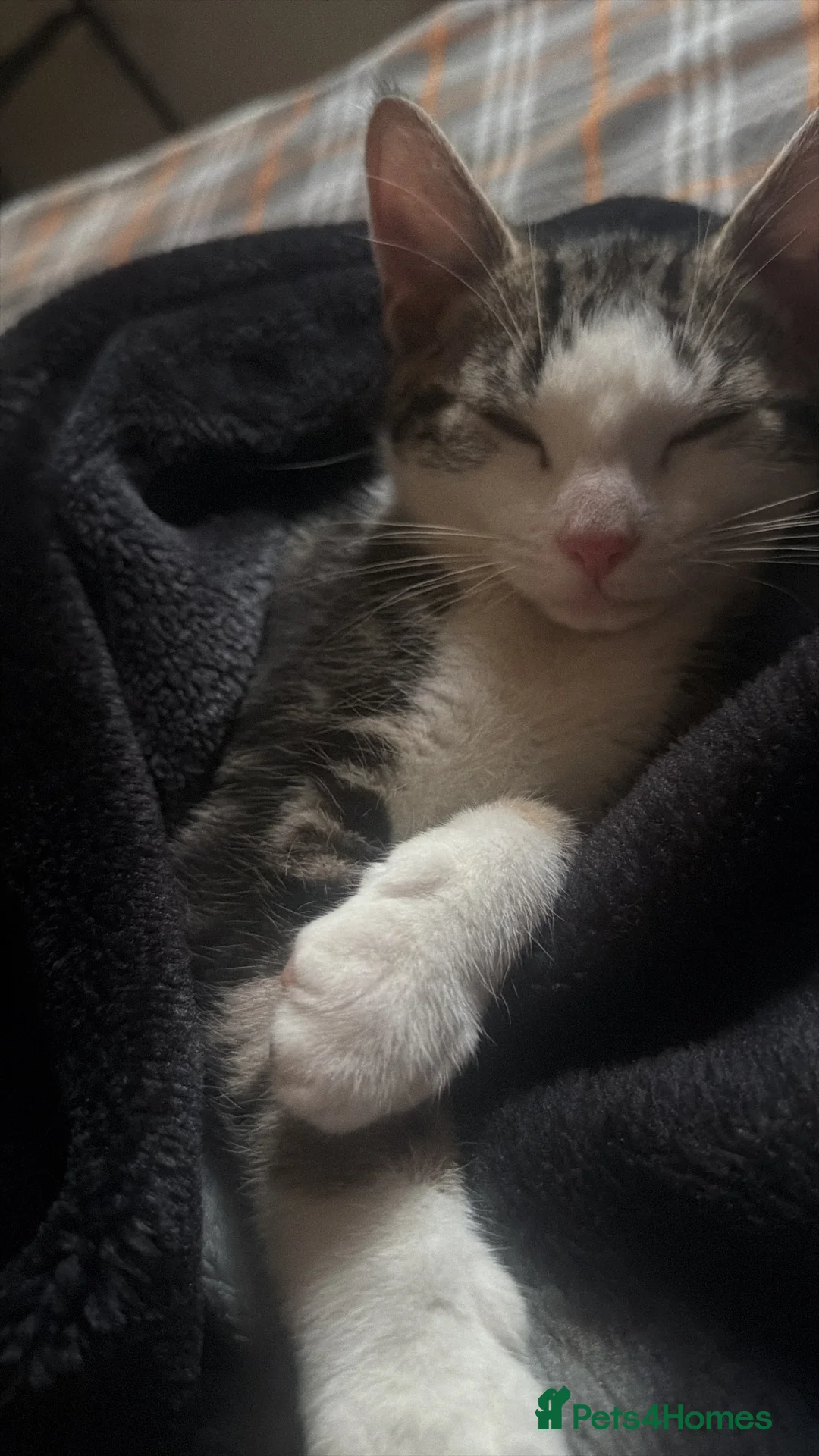 American Wirehair cats for sale: American wirehair kitten  - Advert 7