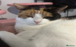 British Shorthair cats for sale: 2 lovely cats to rehome  - Image 7