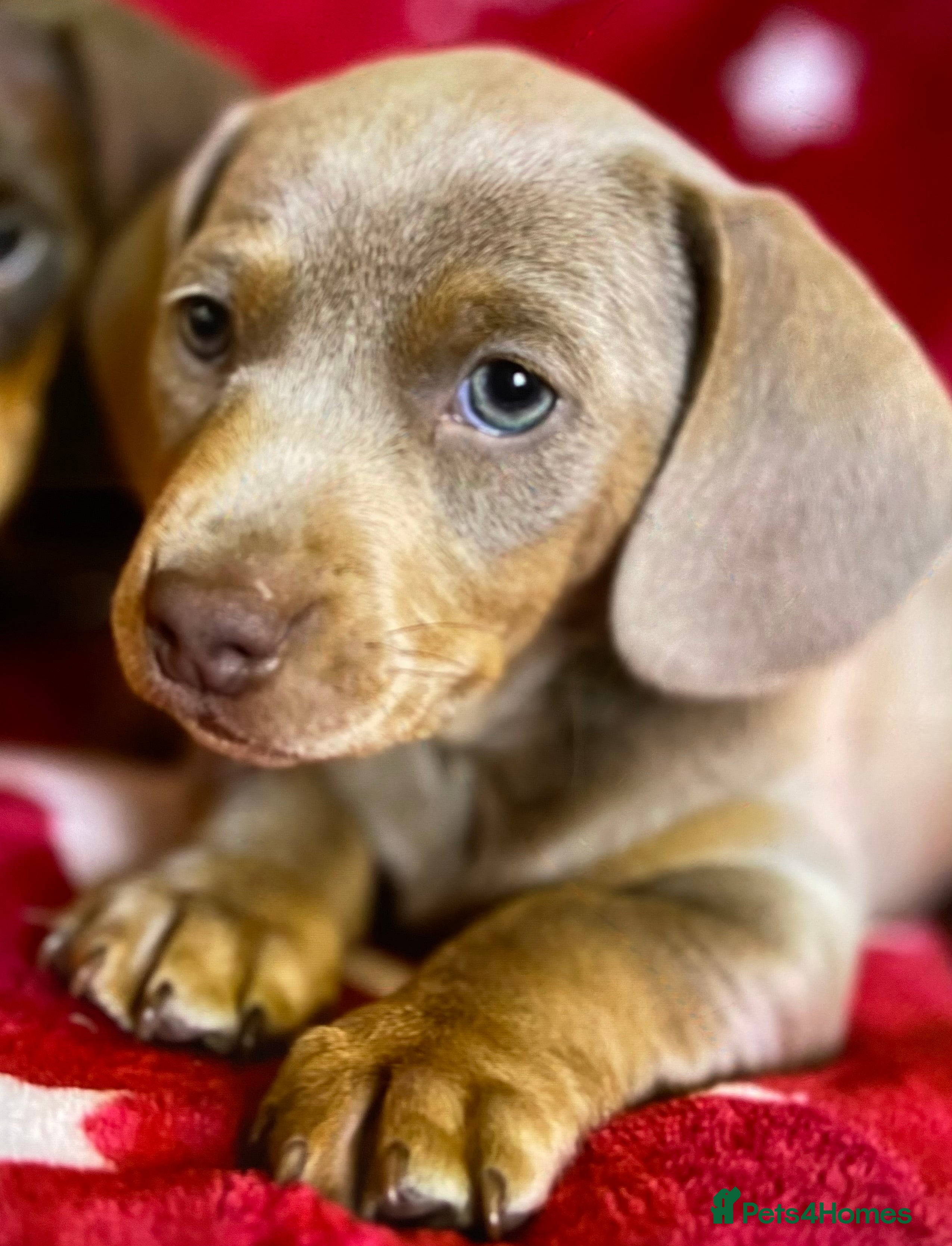 Miniature Dachshund dogs Miniture Dachshund Pups - Advert 9