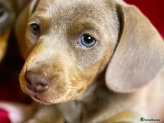 Miniature Dachshund dogs Miniture Dachshund Pups - Advert 9