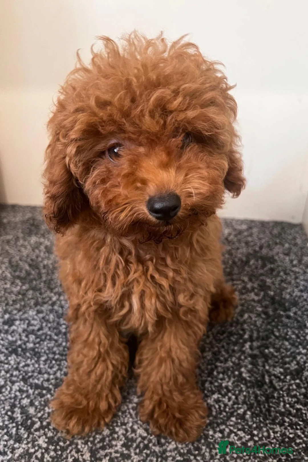 Toy Poodle dogs for sale: Loving Toy Poodle Brown  in Twickenham - Advert 1