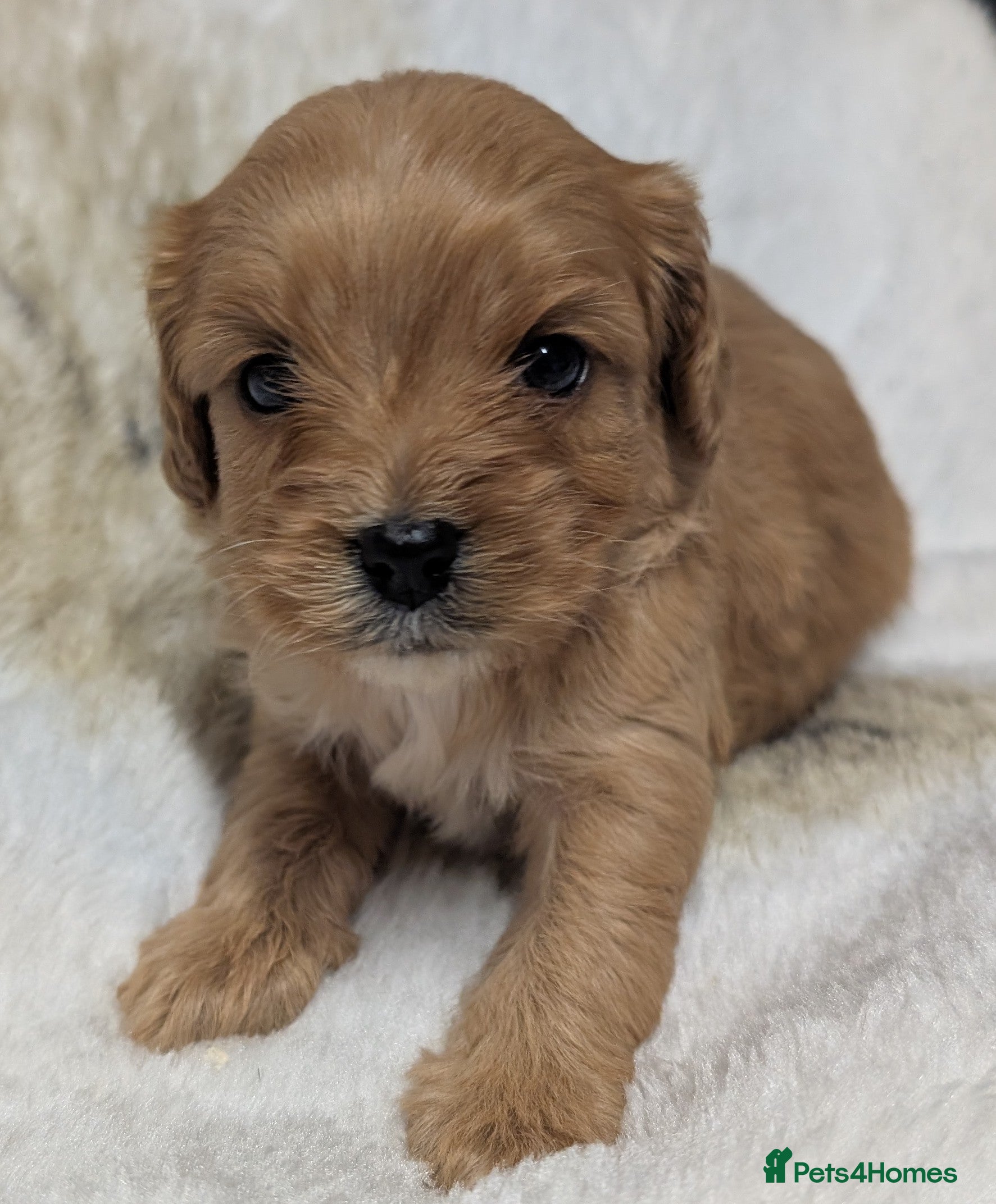 Cavapoo dogs Quality & Beautiful F1 Cavapoo DNA clear puppies - Advert 13