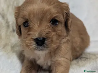 Cavapoo dogs Quality & Beautiful F1 Cavapoo DNA clear puppies - Advert 13