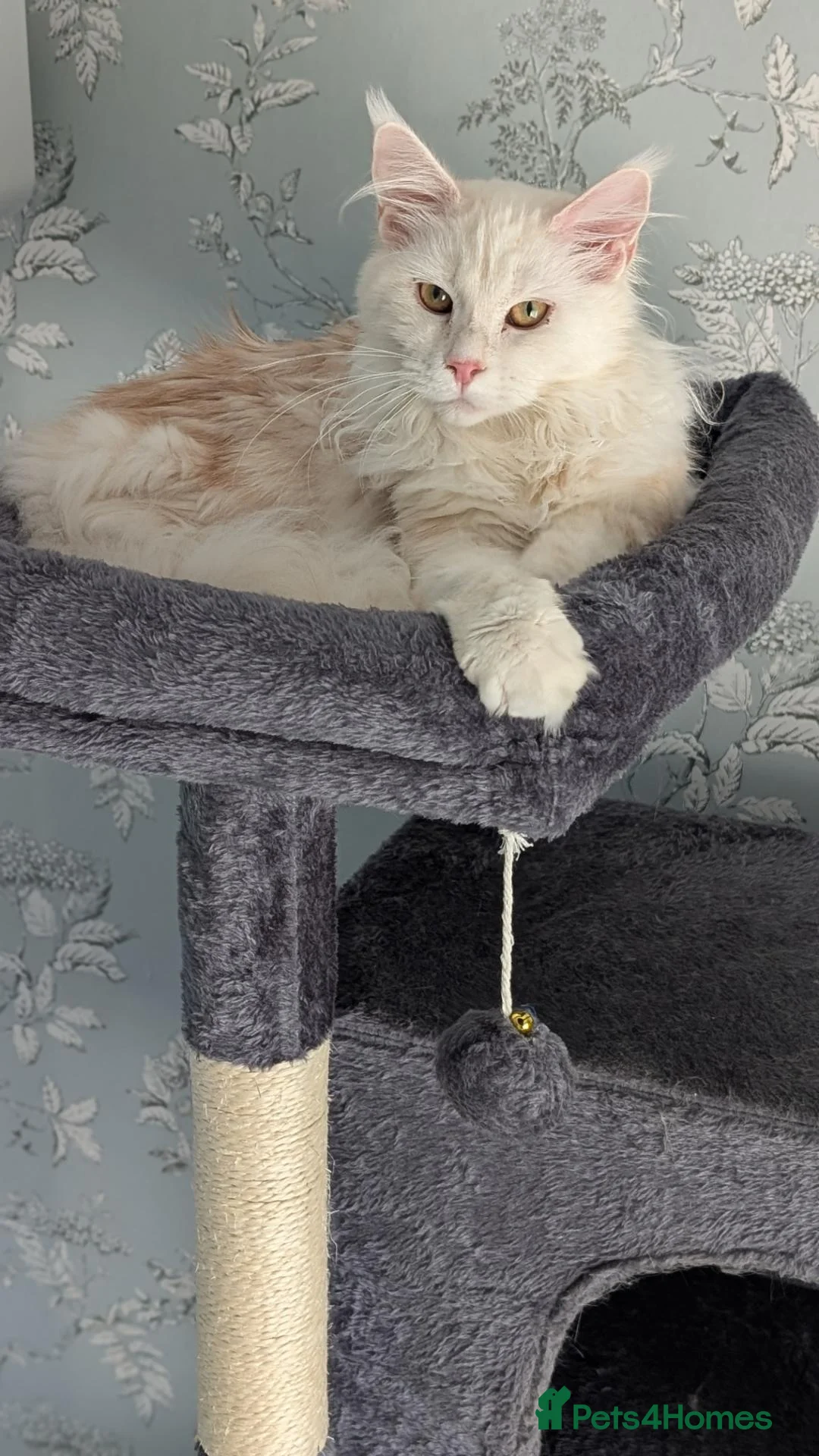 Maine Coon cats for sale: Main coon female  - Advert 2