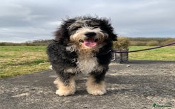 Bernedoodle dogs for sale: Blue Merle/Tri/Blue White Standard Bernedoodle. - Image 8