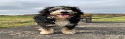 Bernedoodle dogs for sale: Blue Merle/Tri/Blue White Standard Bernedoodle. - Advert 8
