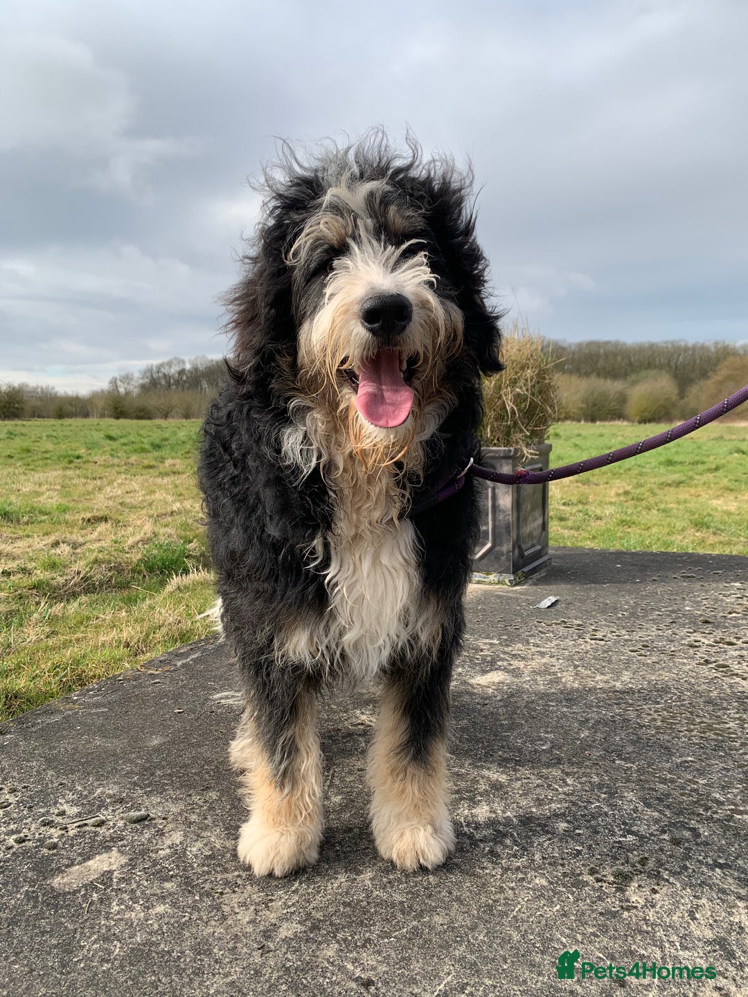 Bernedoodle dogs for sale: Blue Merle/Tri/Blue White Standard Bernedoodle. - Image 8