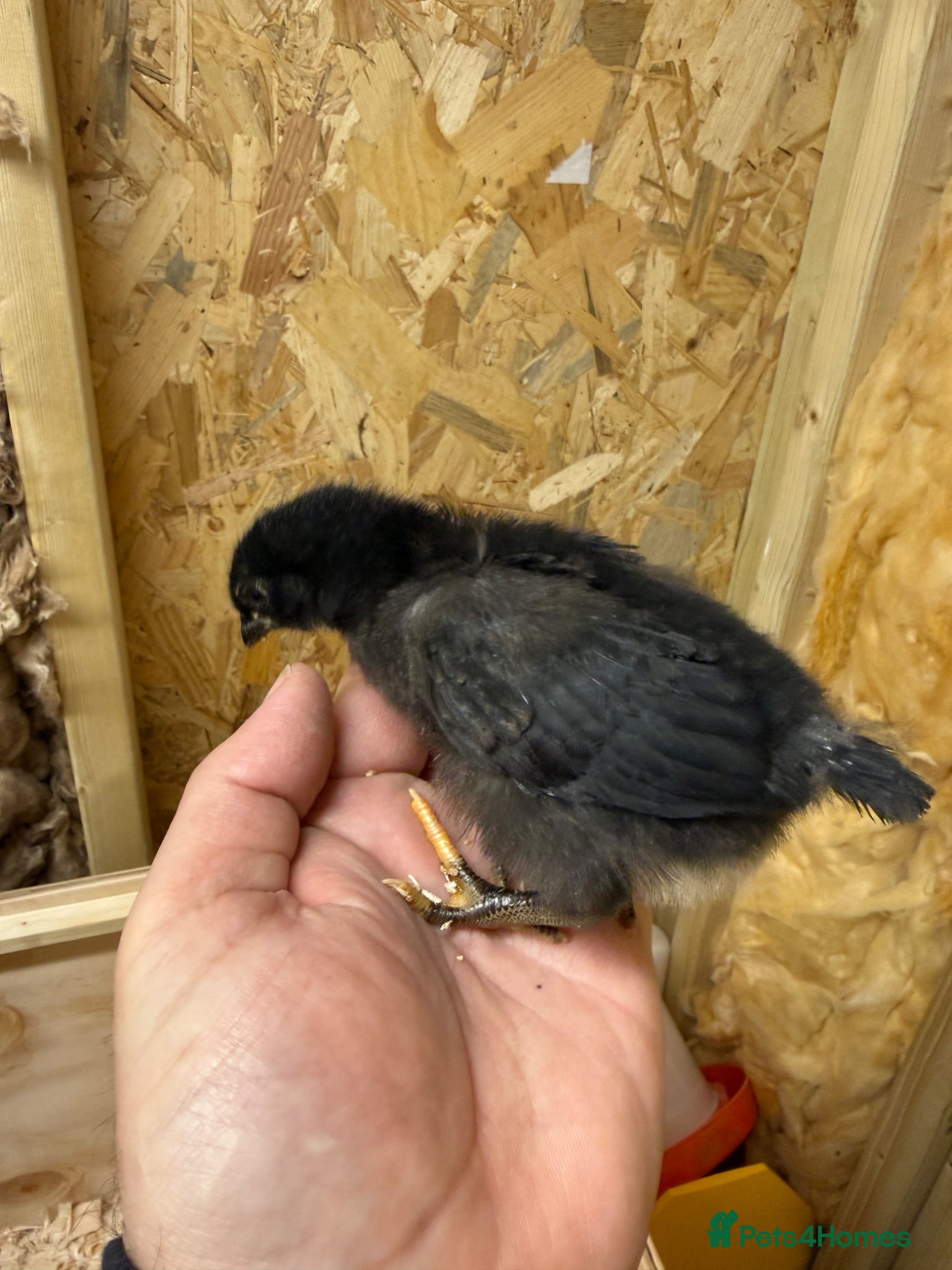 Mixed Breed poultry Easter egger chicks - Advert 1