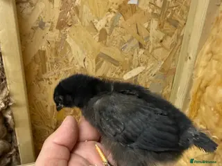 Mixed Breed poultry for sale: ** egger chicks - Advert 1