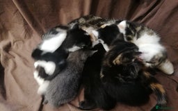Mixed Breed cats for sale: Absolutely Gorgeous, Affectionate,playful kittens  - Image 1