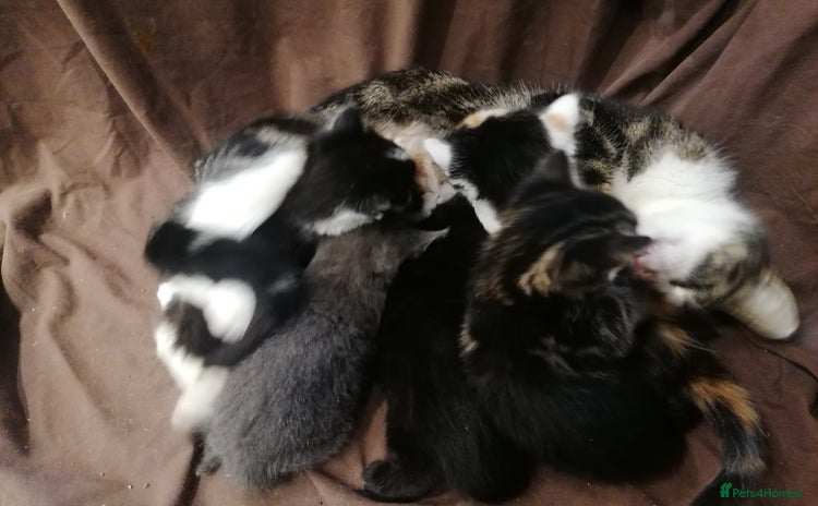 Mixed Breed cats - Advert 2