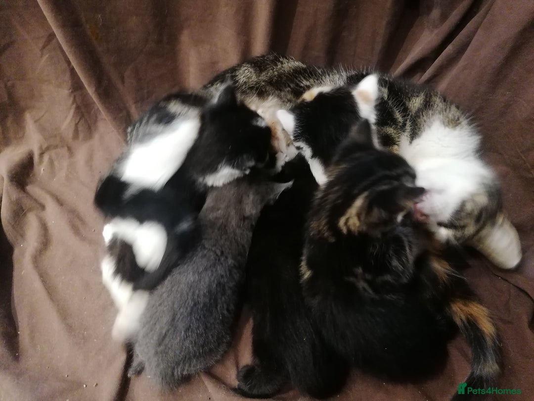 Mixed Breed cats for sale: Absolutely Gorgeous, Affectionate,playful kittens  - Image 1