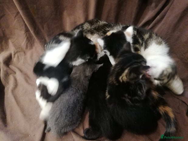 Mixed Breed cats - Advert 3