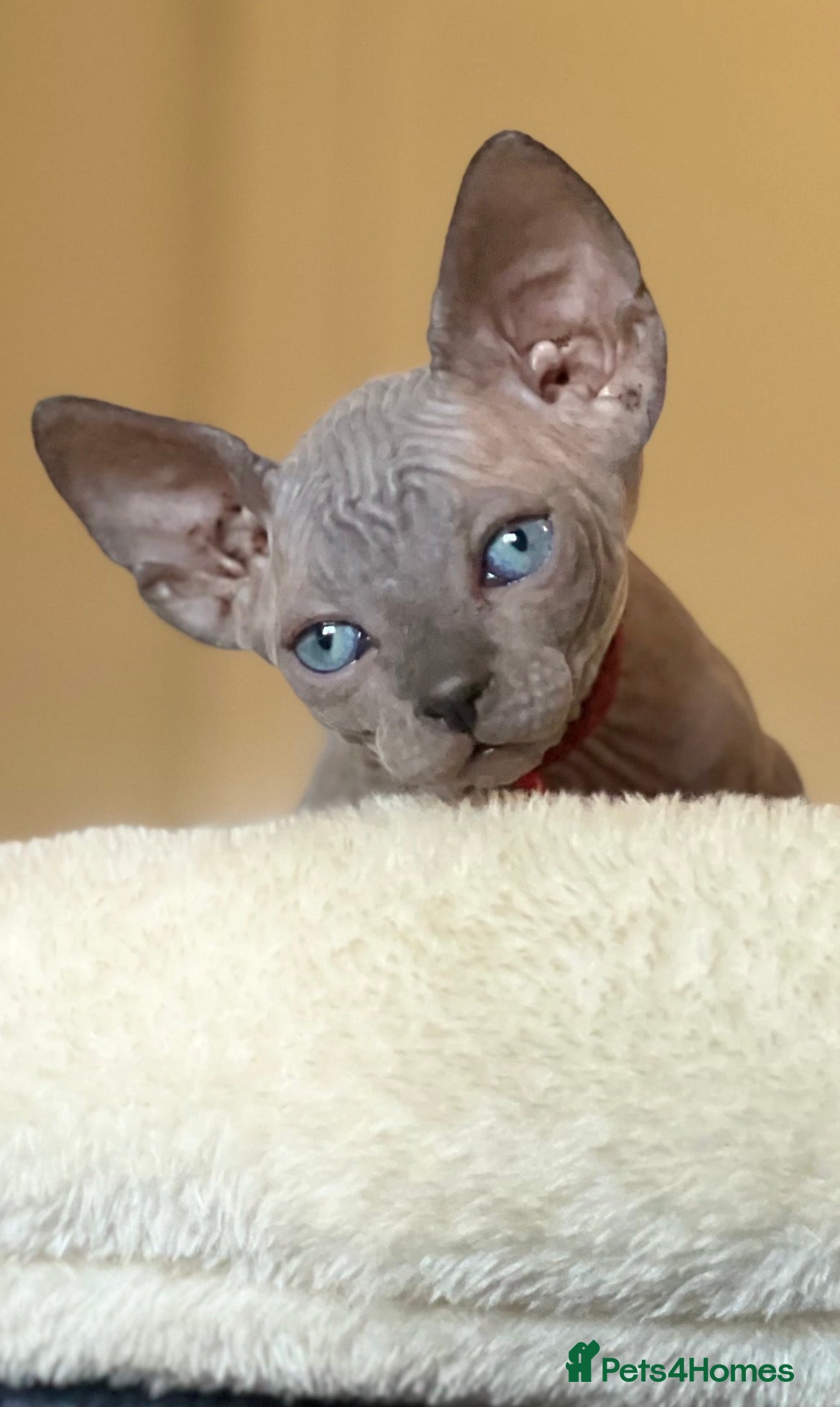 Sphynx cats Sphynx Kittens - European Champion Bloodlines - Advert 18