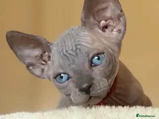 Sphynx cats Sphynx Kittens - European Champion Bloodlines - Advert 18