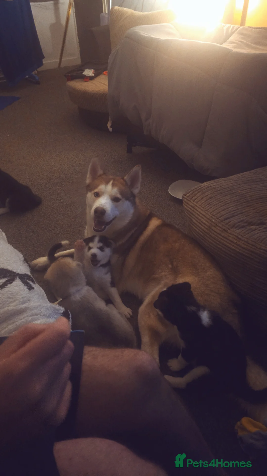 Siberian Husky dogs for sale: 4 siberian husky girl pups  - Advert 7