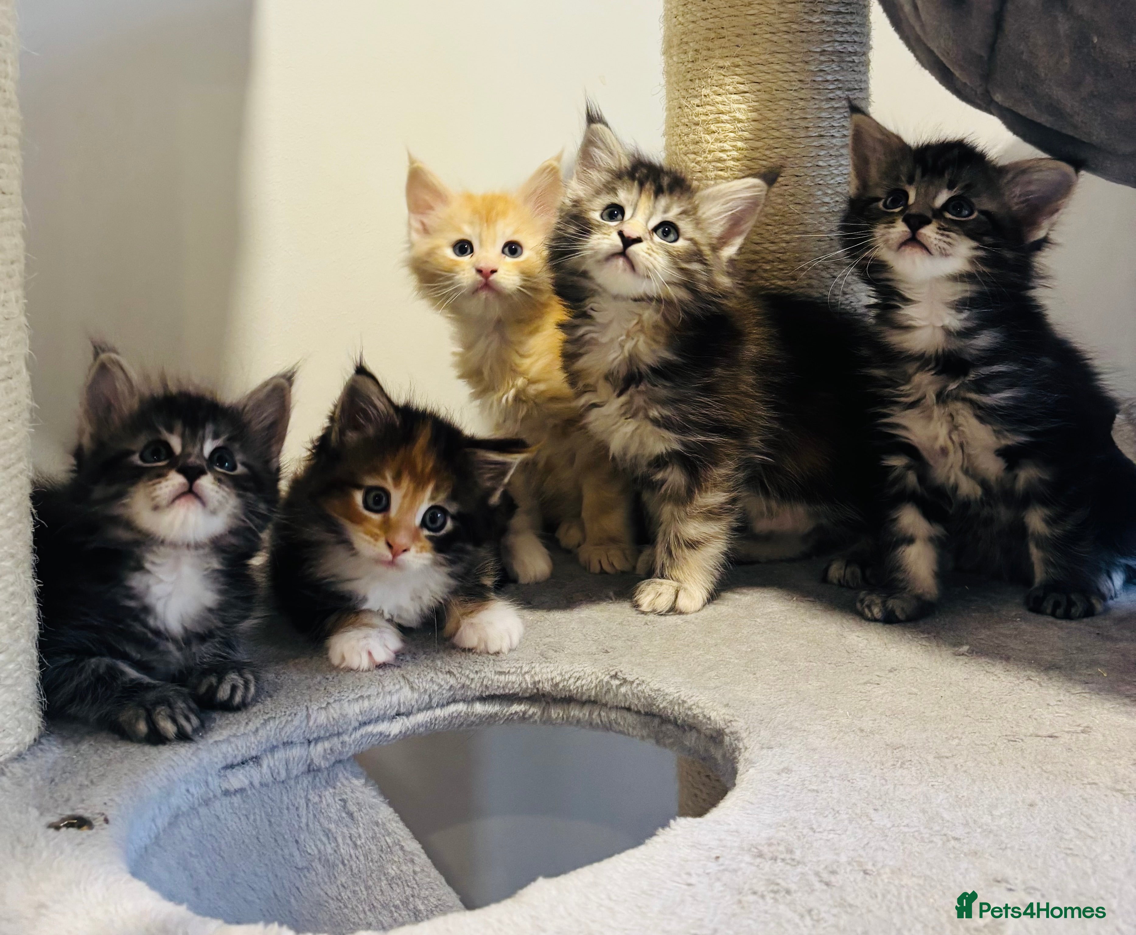 Maine Coon cats Beautiful Maine Coon kittens  - Advert 6