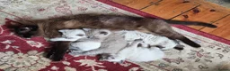 Ragdoll cats for sale: Gorgeous friendly Ragdoll kittens - Advert 14
