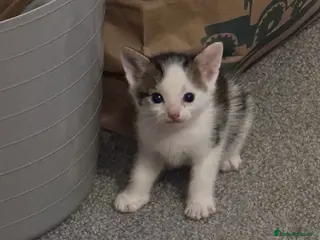 Mixed Breed cats All beautiful male kittens - Advert 11