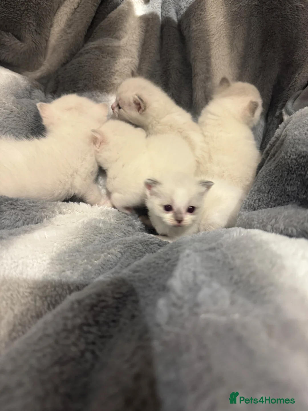 Ragdoll cats for sale: Beautiful Ragdoll / British shorthair kittens in Liverpool - Advert 6