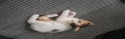 Mixed Breed cats for sale: 4 kittens ready for new homes - Advert 3
