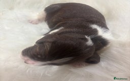 Sprocker dogs for sale: DNA CLEAR SUPERB QUALITY  LITTER🎃 - Image 7