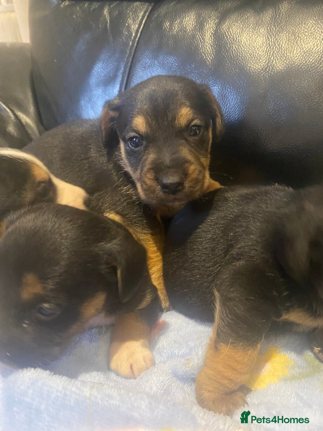 Jack Russell dogs for sale: Adorable Jack Russell puppy’s - Advert 7