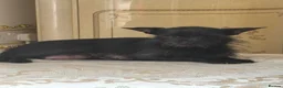 Chihuahua dogs for sale: Chihuahua puppies for sale - Advert 20