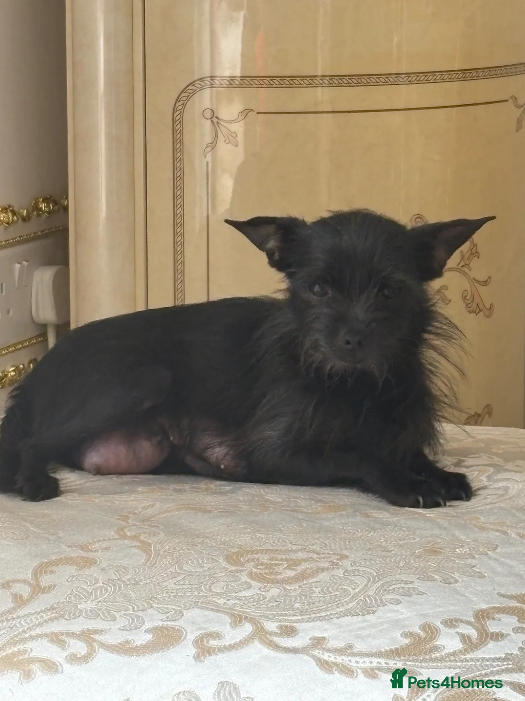 Chihuahua dogs for sale: Chihuahua puppies for sale - Advert 20