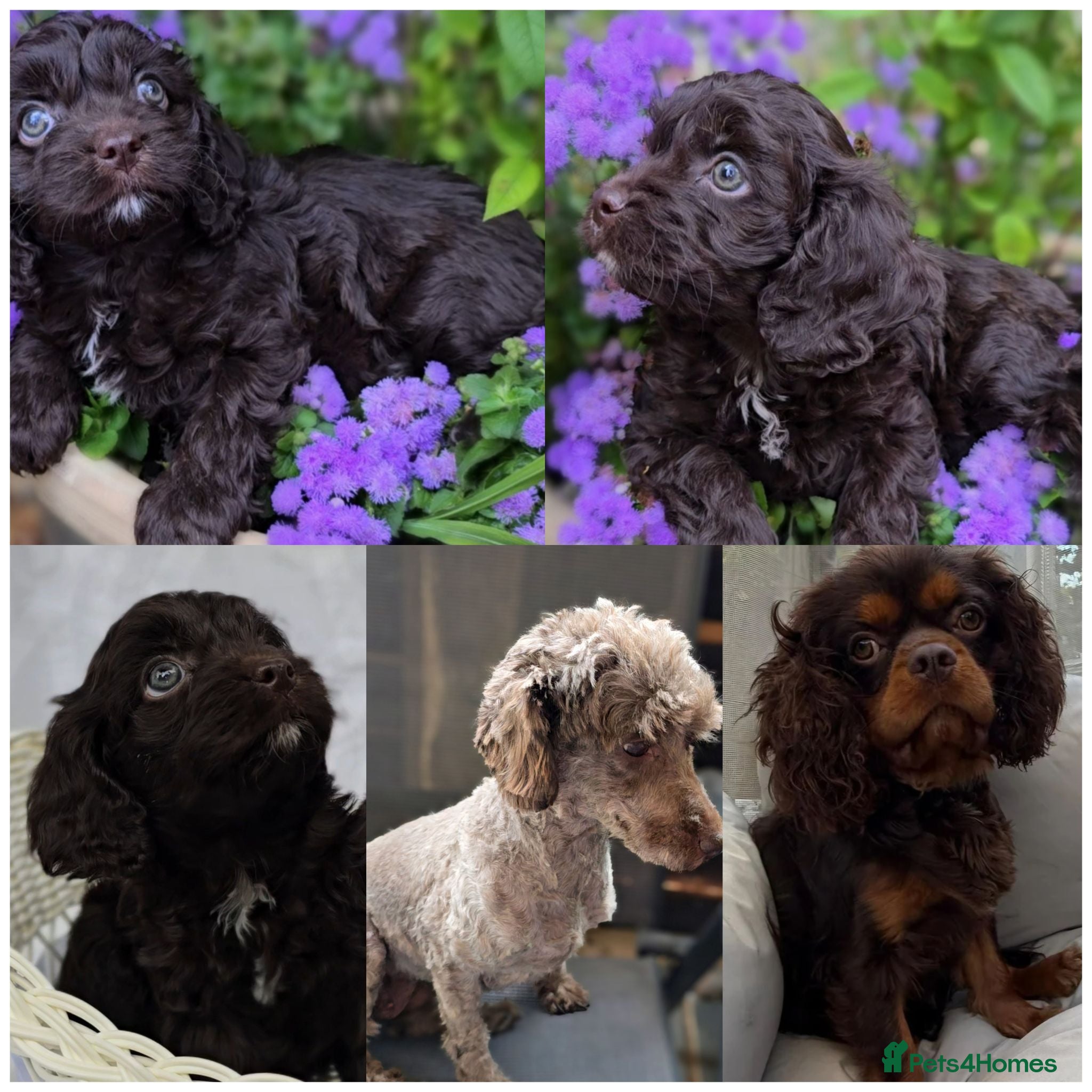 Cavapoo dogs One female rem F1 dark Choc mini cavapoo puppy - Advert 18