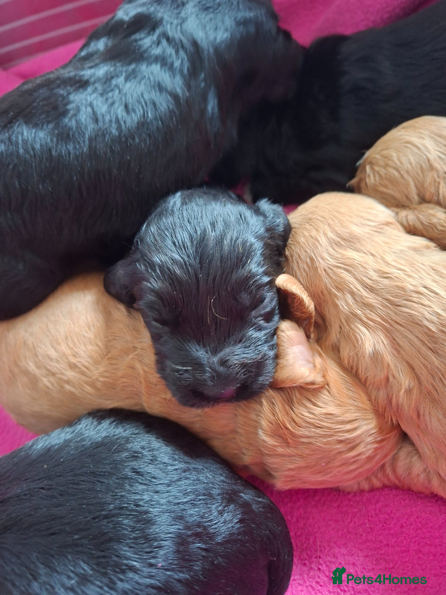 Cockapoo dogs F1 cockapoo puppies - Advert 2