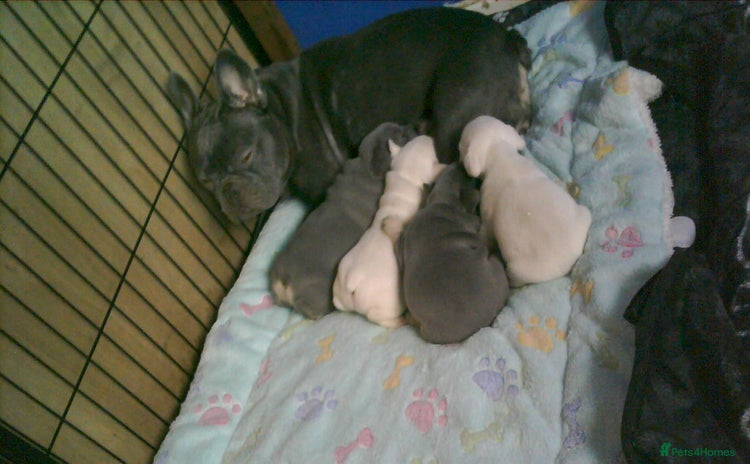 French Bulldog dogs - Advert 1