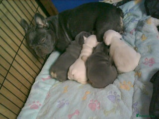 French Bulldog dogs FRENCH BULLDOG PUPPYS - Advert 11