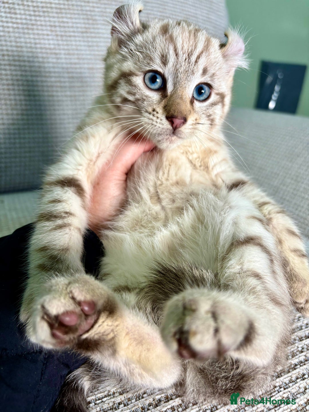 Savannah cats for sale: Superb wild looking snow leopard male  - Advert 19